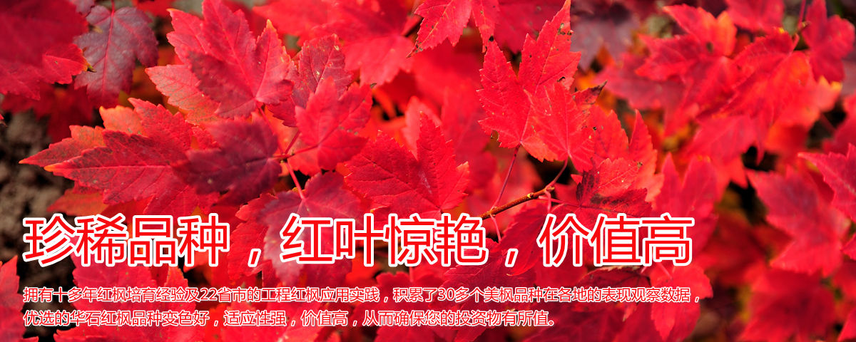 變色驚艷、品種稀缺、價(jià)值高