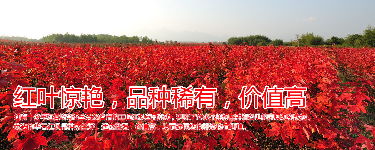 變色驚艷、品種稀缺、價(jià)值高
