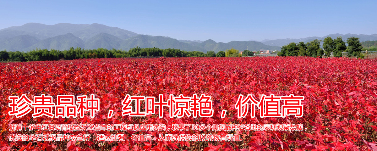 變色驚艷、品種稀缺、價(jià)值高