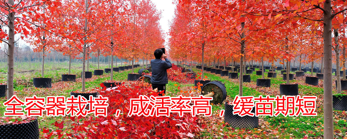 美國紅楓全程容器栽培，成活率高，緩苗期短